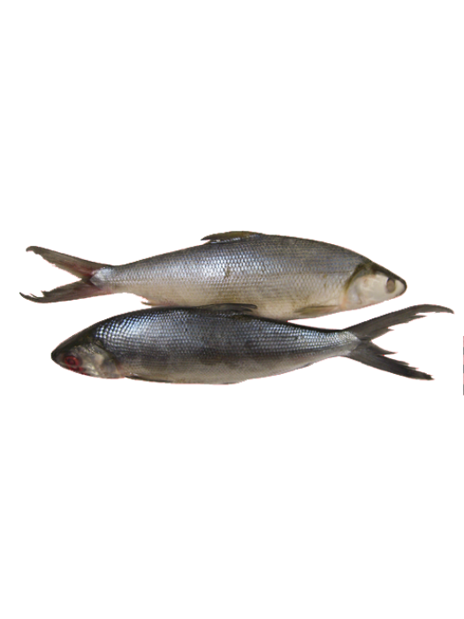 BANGUS WHOLE (400g ~ 500g)